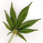 621-marijuana-leaf-150x150